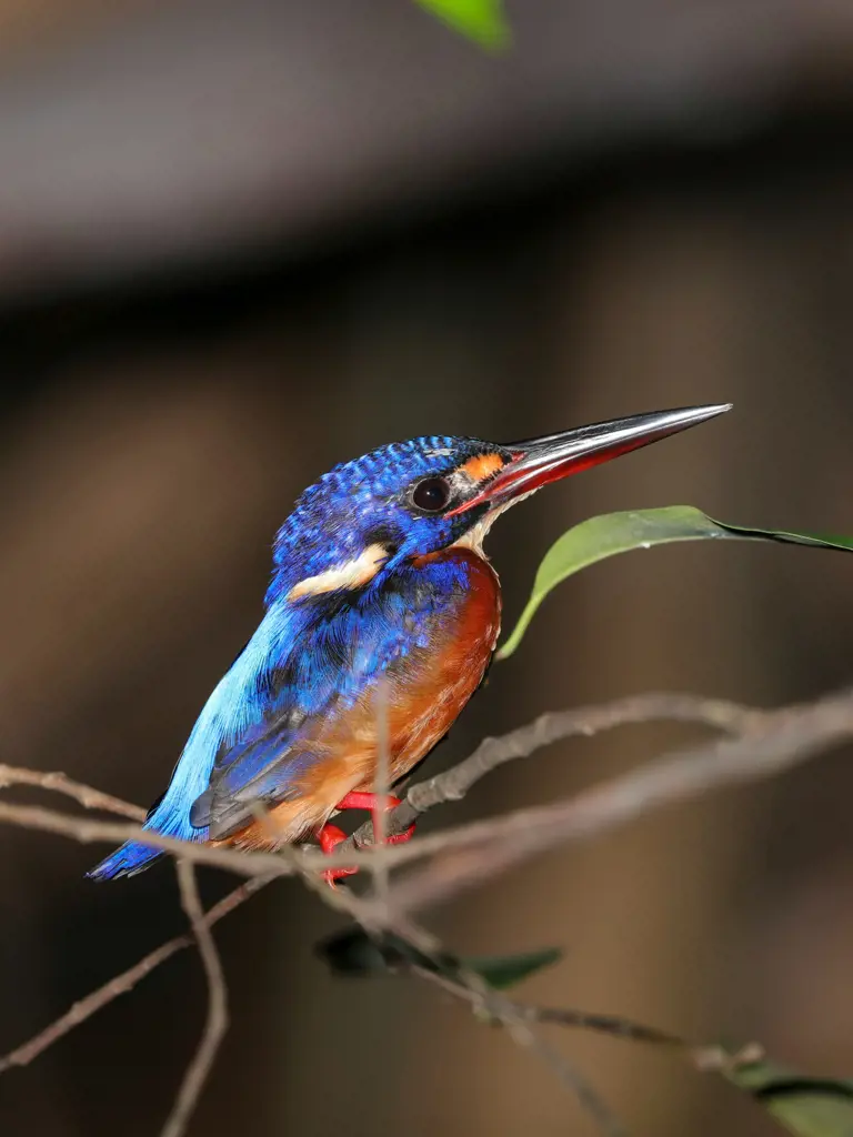 Malaysia – Borneo, ein Traum für Naturliebhaber
